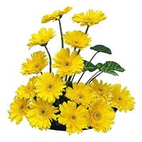 Yellow Gerbera Basket Flowers with Rakhi Delivery in India